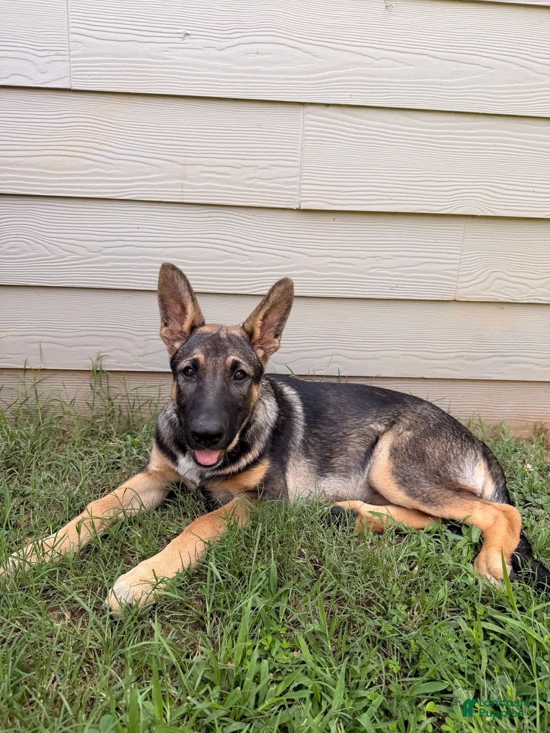 German Shepherd dogs for sale: Female (Pink) Puppy - Ad 2