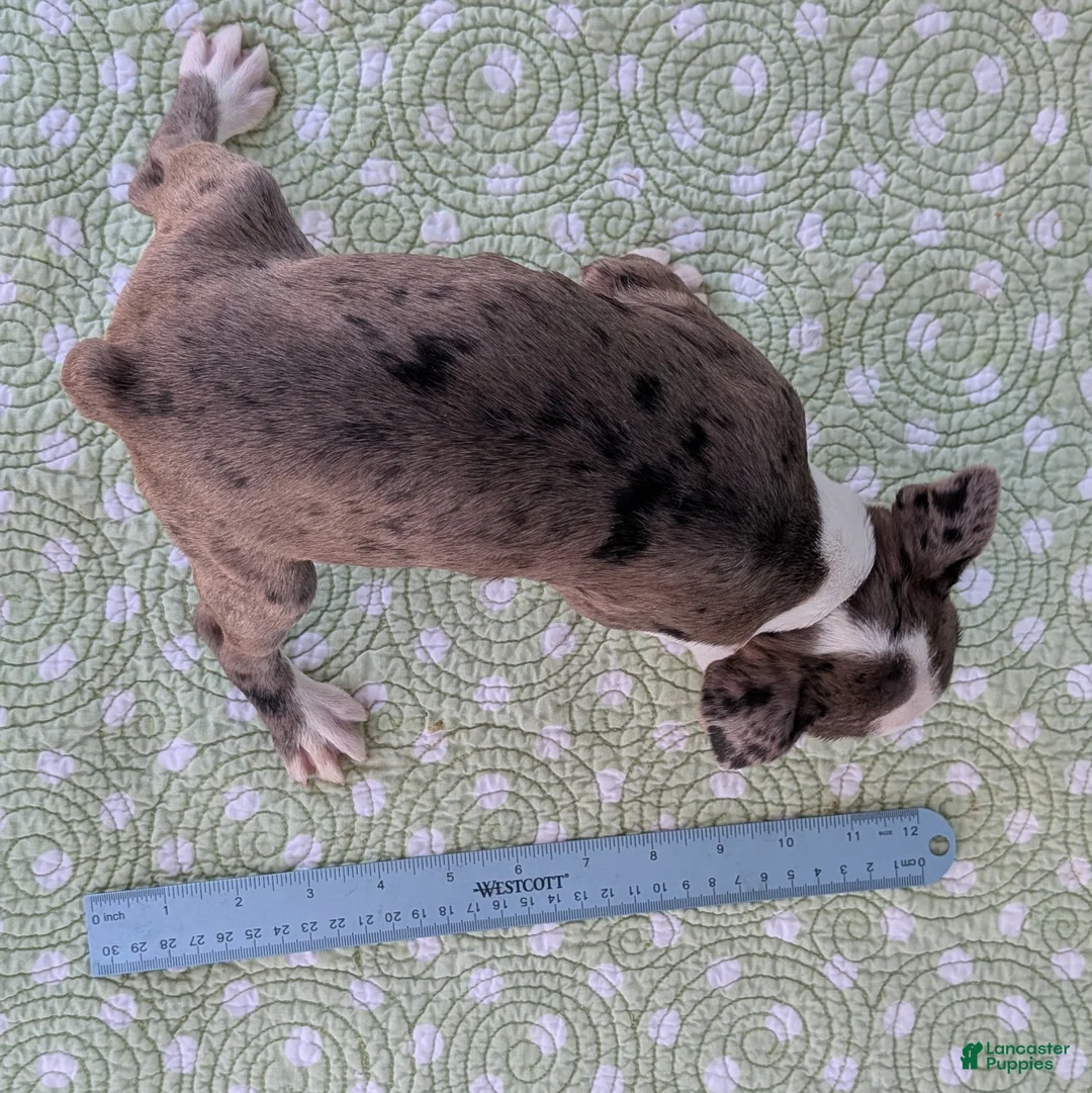 Boston Terrier dogs for sale: Mrs. Kringle - Ad 2