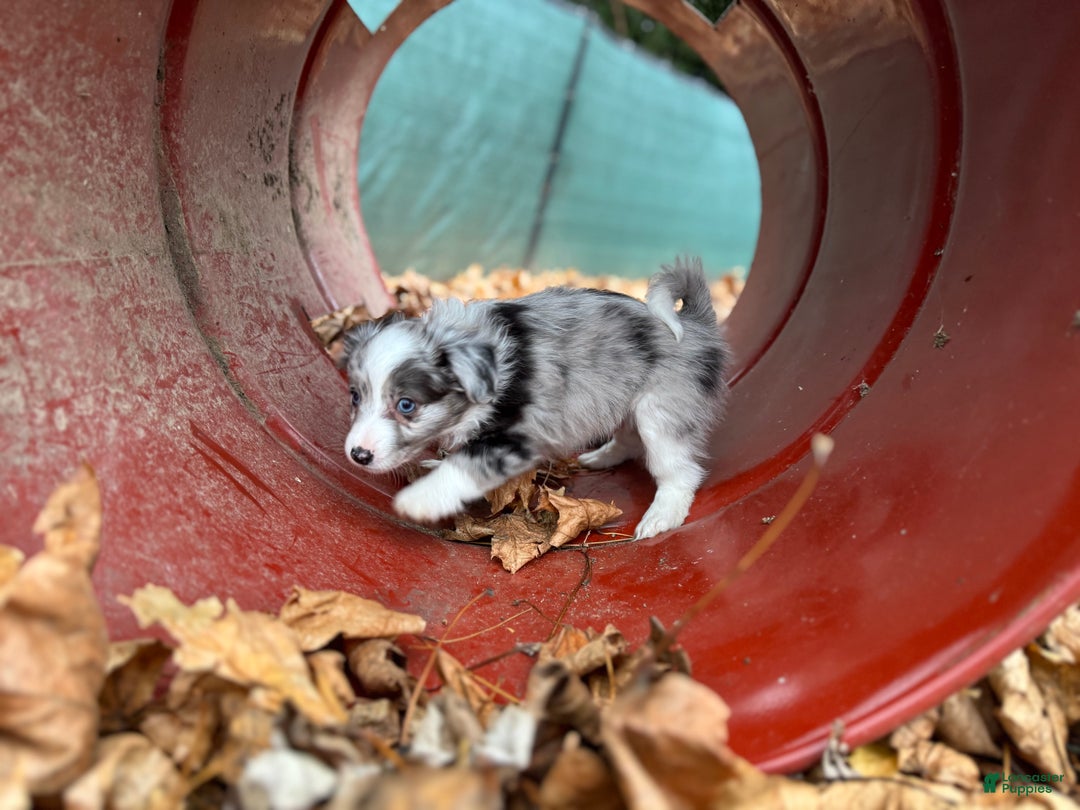 Mixed Breed dogs for sale: Jasper - Ad 6