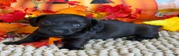 Miniature Dachshund dogs for sale: Ace - Ad 1