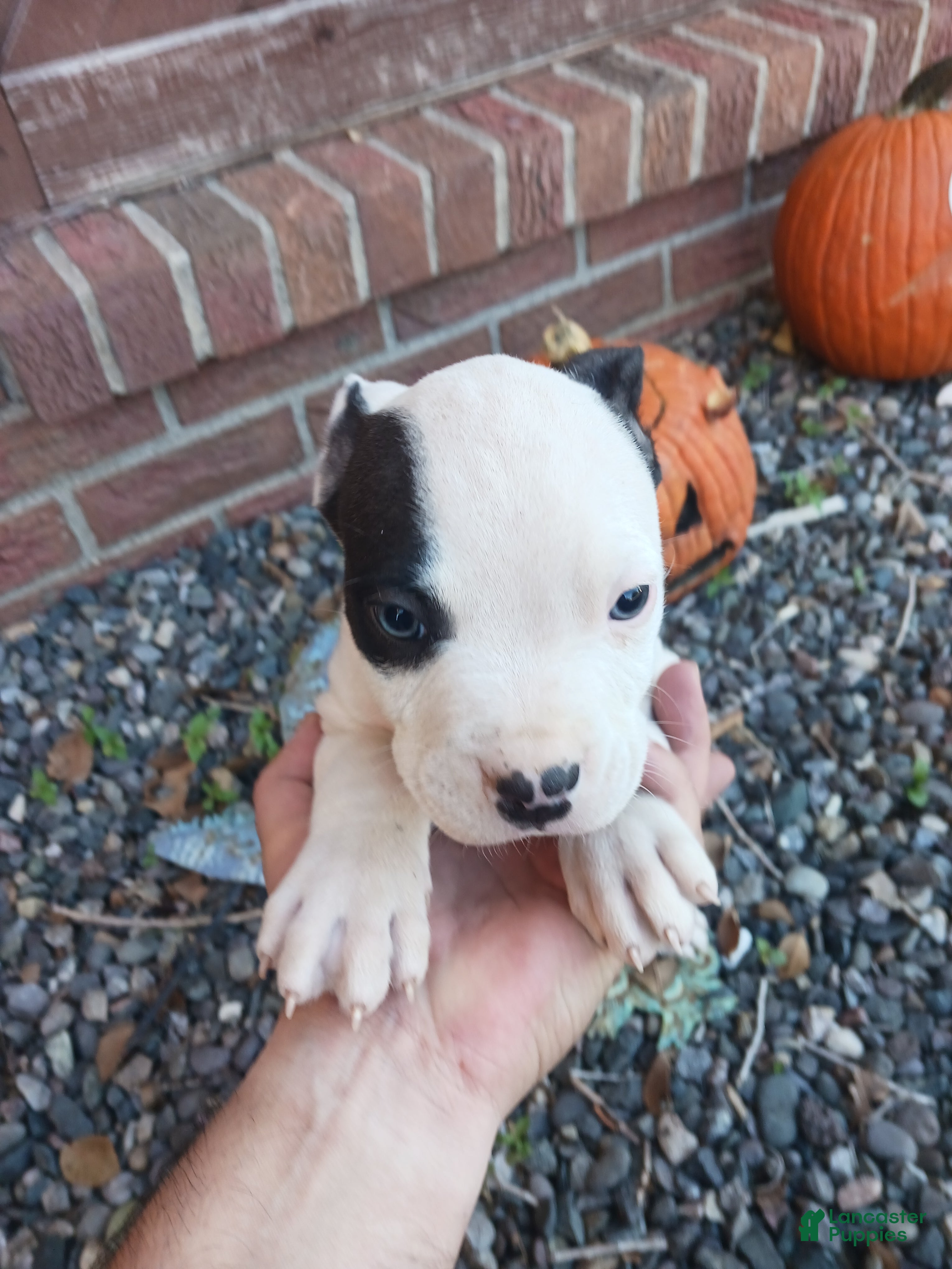 Mixed Breed dogs for sale: Unnamed - owner may keep this one - Ad 37