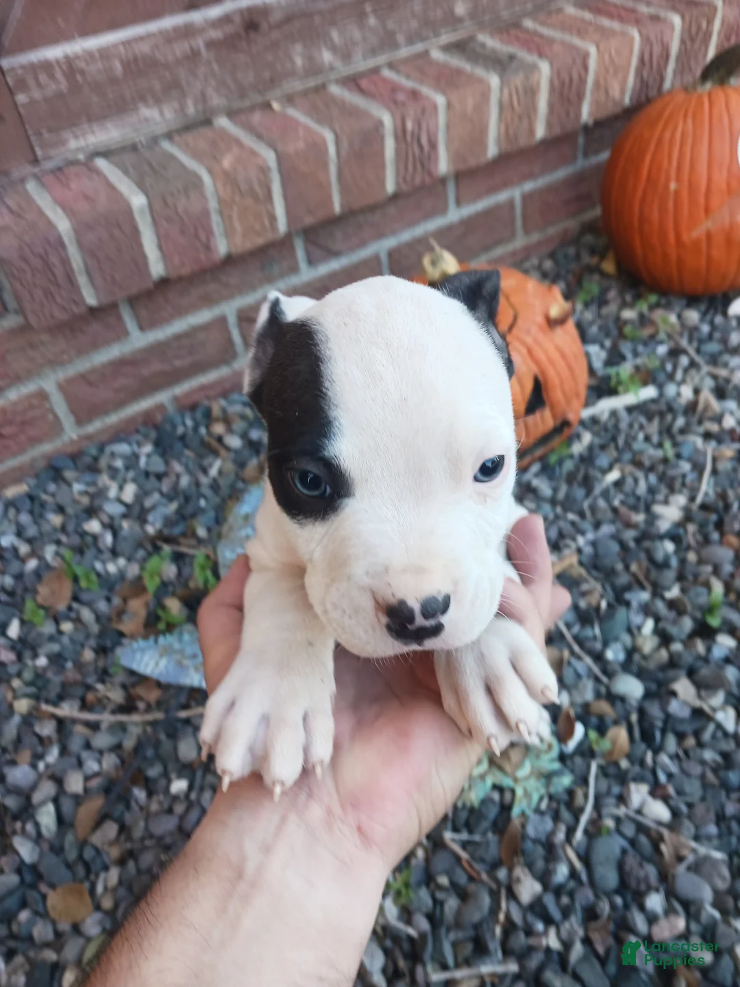 Mixed Breed dogs for sale: Unnamed - owner may keep this one - Ad 1