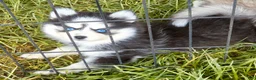 Pomsky dogs for sale: Raya - Ad 4