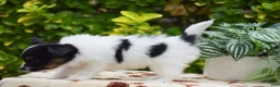 Papillon dogs for sale: Freddie - Ad 3