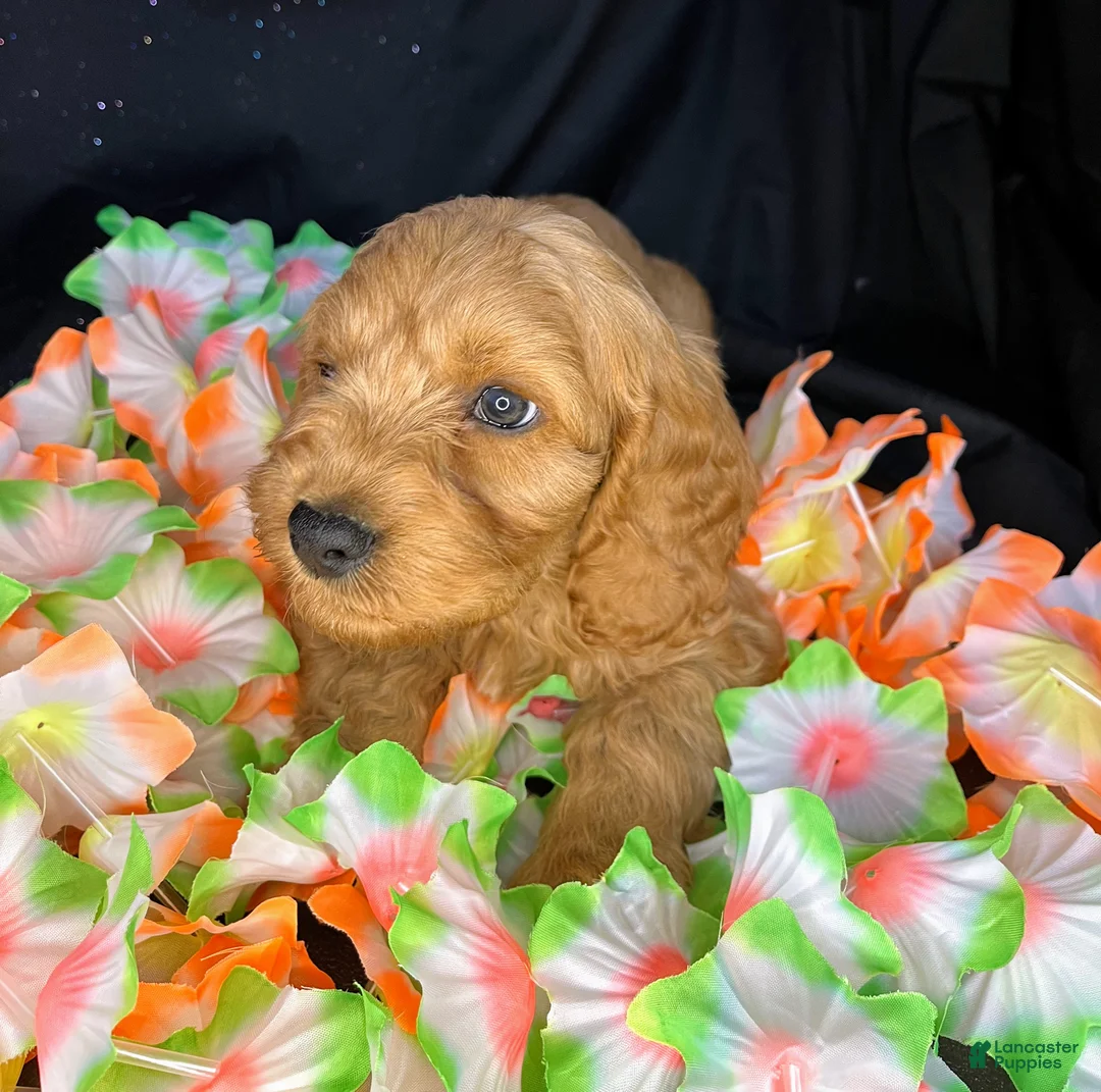 Cockapoo dogs for sale: Hemi - Ad 1