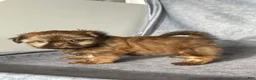 Shih Tzu dogs for sale: Dallas - Ad 3