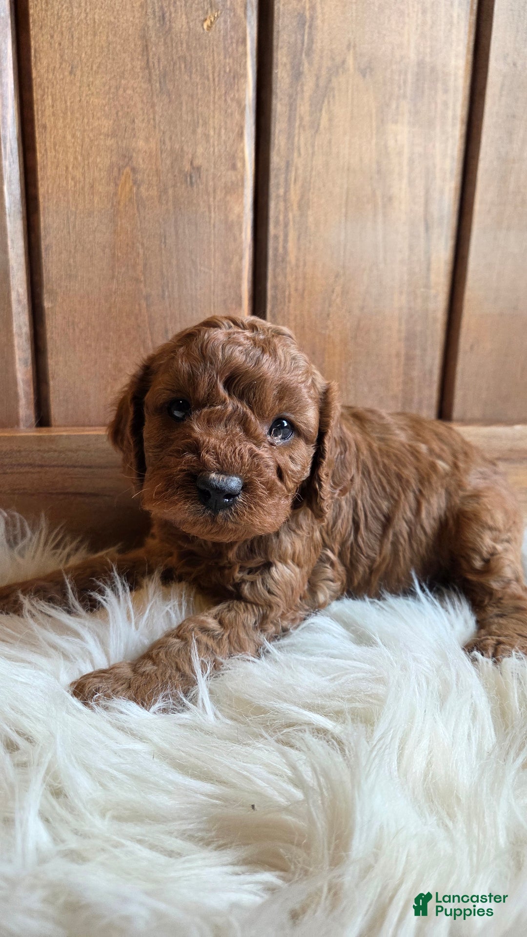 Cavapoo dogs for sale: Milo - Ad 4