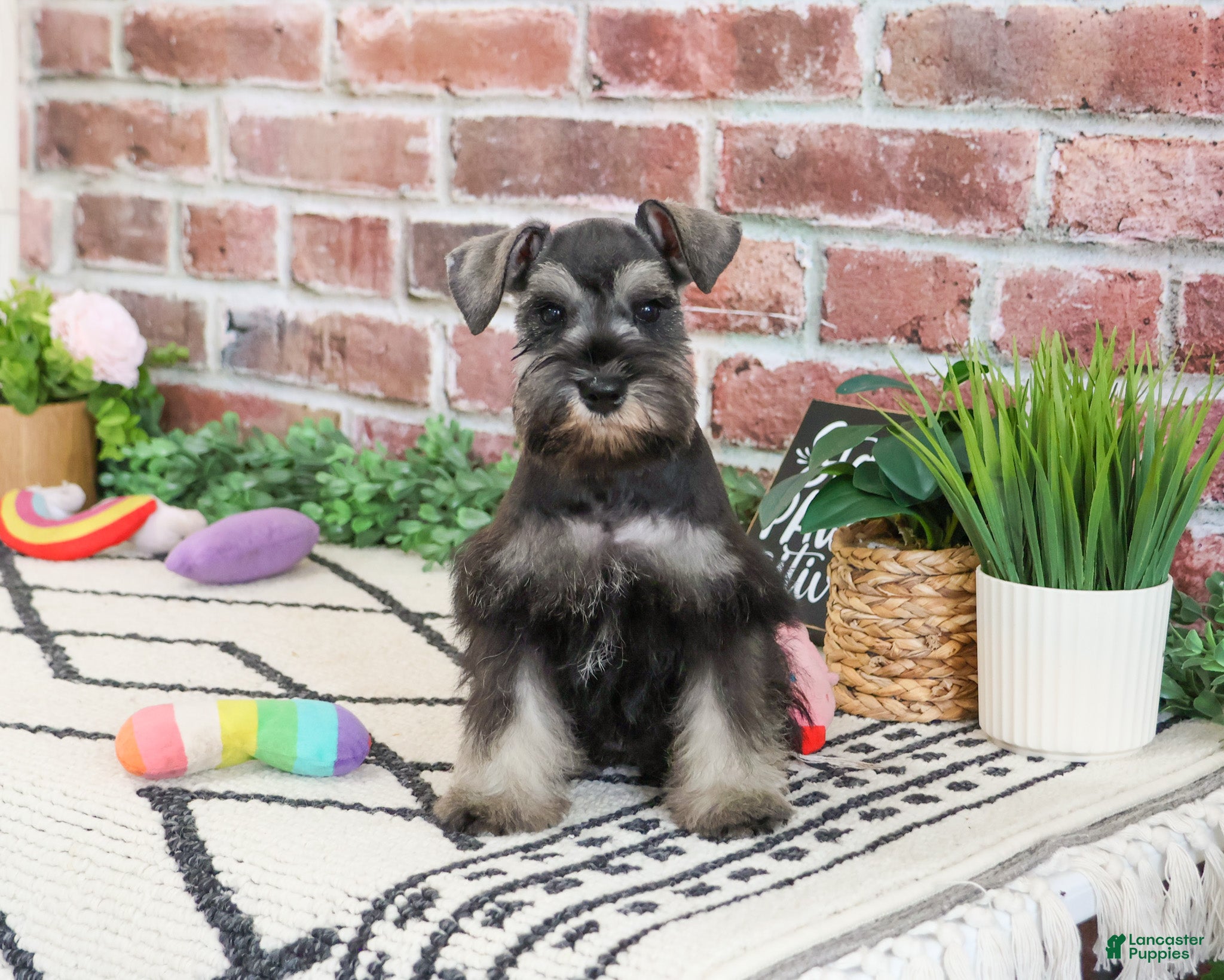 Miniature Schnauzer dogs Hannah - Ad 33