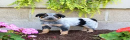 Australian Cattle Dog dogs for sale: Bella - Ad 6