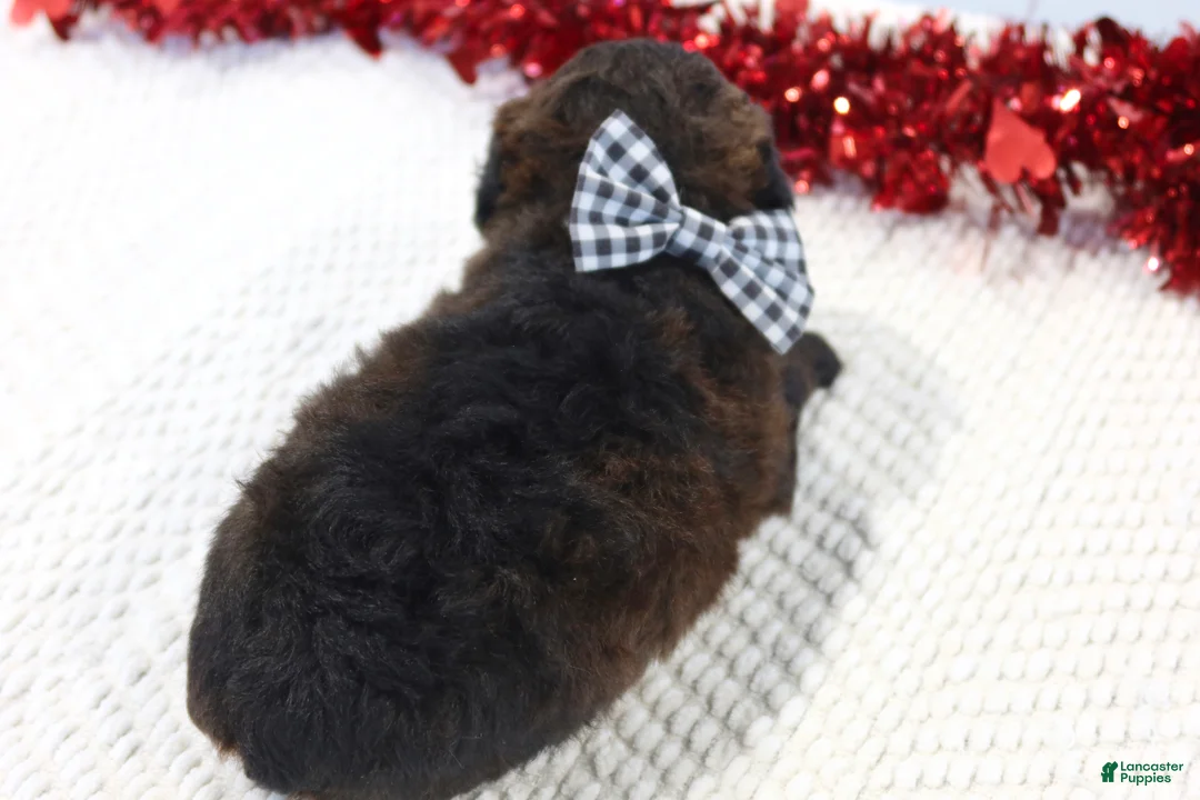 Toy Poodle dogs for sale: Cocoa - Ad 2
