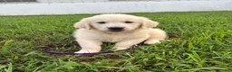 Golden Retriever dogs for sale: Dixie  - Ad 4