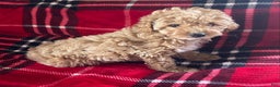 Miniature Poodle dogs for sale: Miniature Poodle Puppy 1 - Ad 1