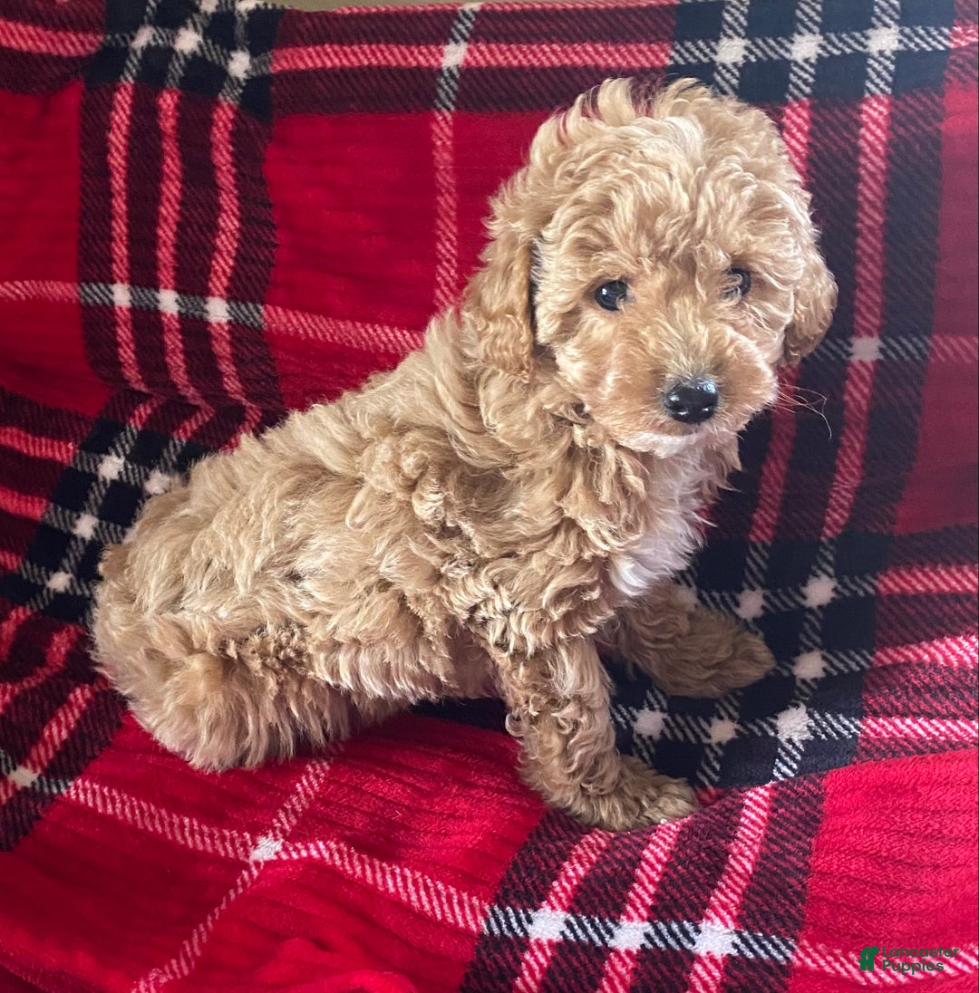 Miniature Poodle dogs for sale: Miniature Poodle Puppy 1 - Ad 1