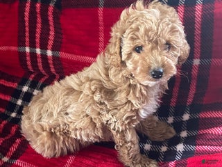 Miniature Poodle dogs for sale: Miniature Poodle Puppy 1 - Ad 3