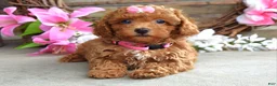 Toy Poodle dogs for sale: Molly - Ad 2