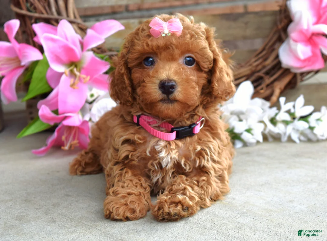 Toy Poodle dogs for sale: Molly - Ad 2