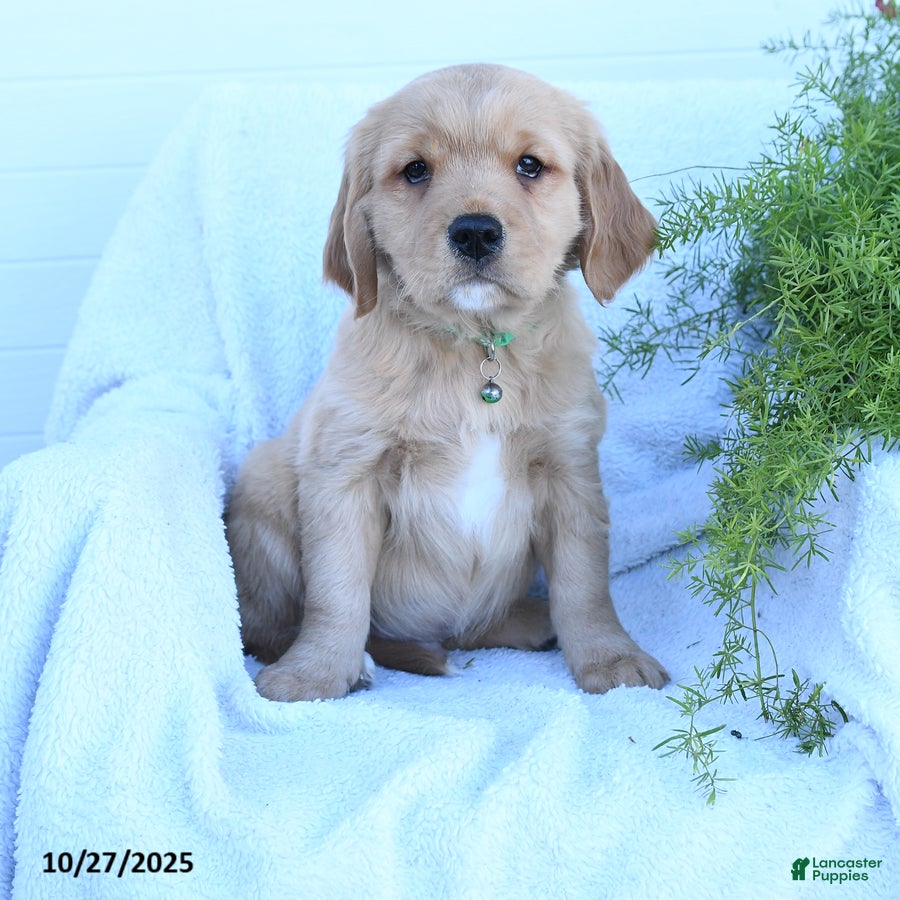 Miniature Golden Retriever Puppies for sale Lancaster Puppies