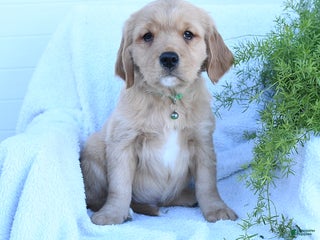 Miniature Golden Retriever dogs - Ad 14
