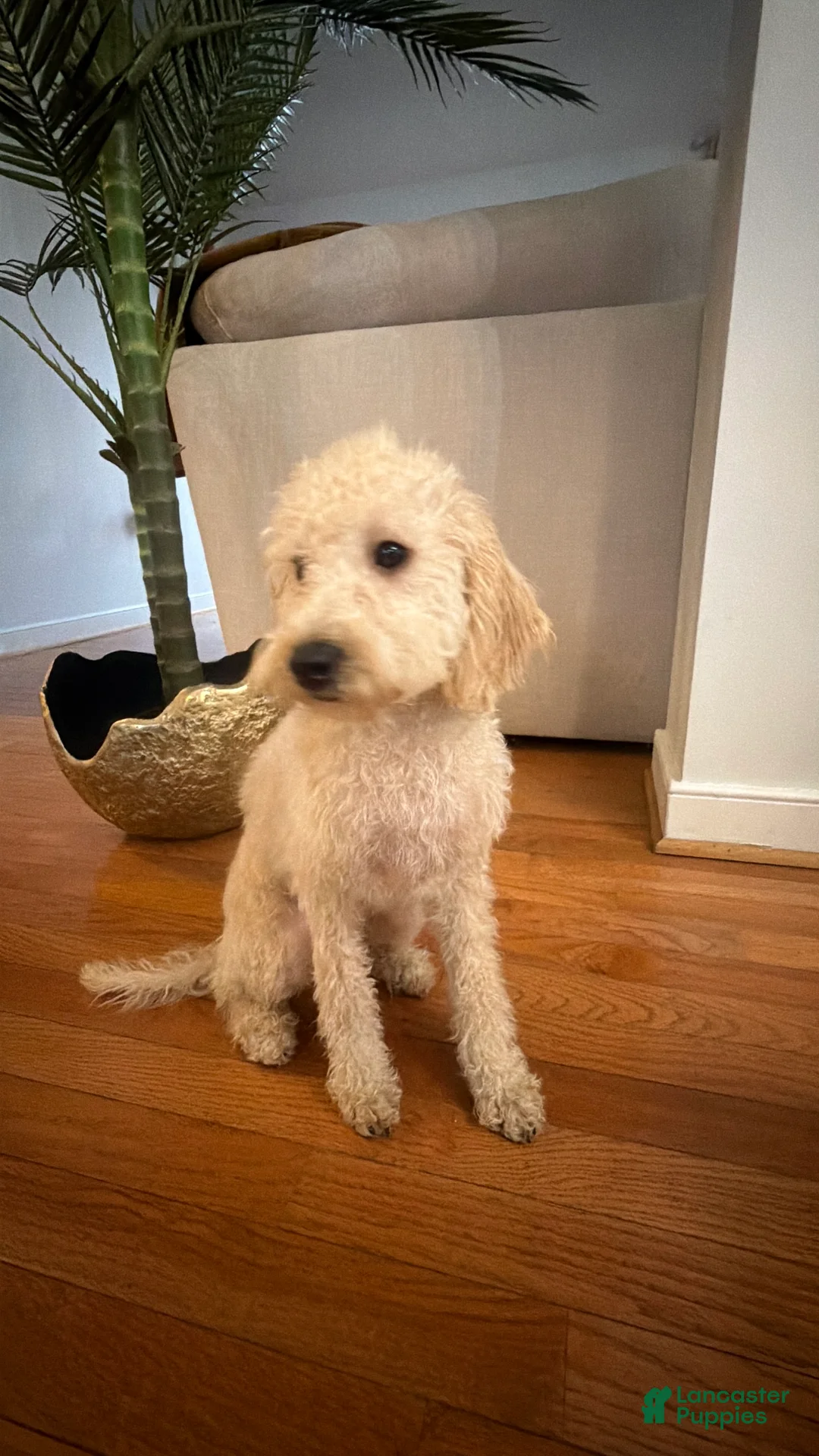 Mini Goldendoodle dogs for sale: Snoopy - Ad 3