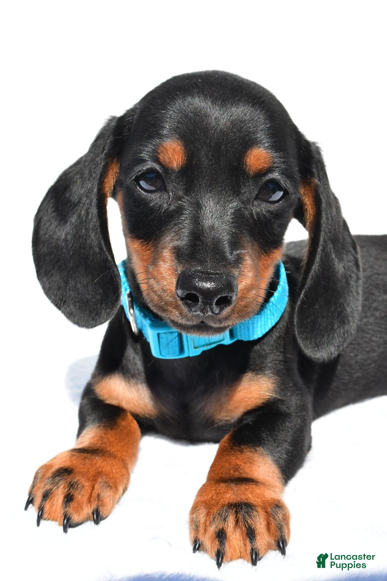 Miniature Dachshund dogs Patrick - Ad 2