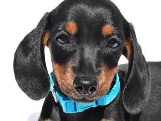 Miniature Dachshund dogs Patrick - Ad 2
