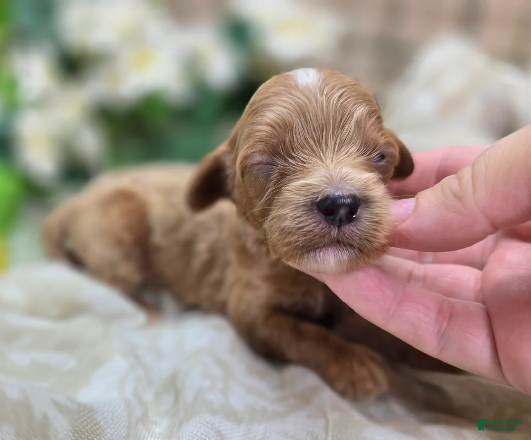 Cavapoo dogs for sale: Ladybug - Ad 1
