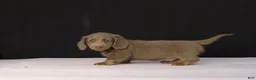 Dachshund dogs for sale: Max - Ad 11