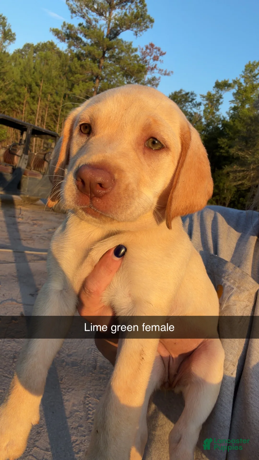 Labrador Retriever dogs for sale: Lime Green Female - Ad 2
