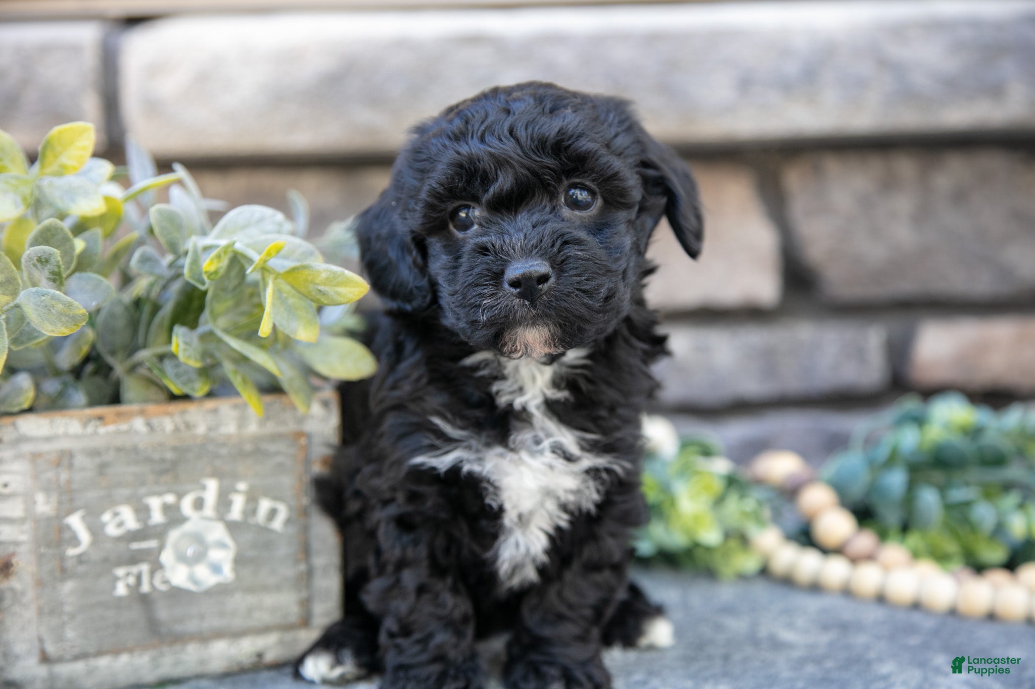 Havapoo dogs Serena - Ad 38