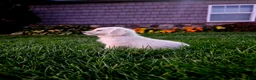 Golden Retriever dogs for sale: Pennie - Ad 3