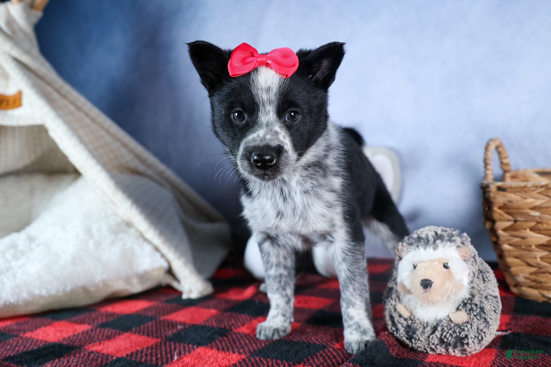 Mixed Breed dogs for sale: DOLLY - Ad 2