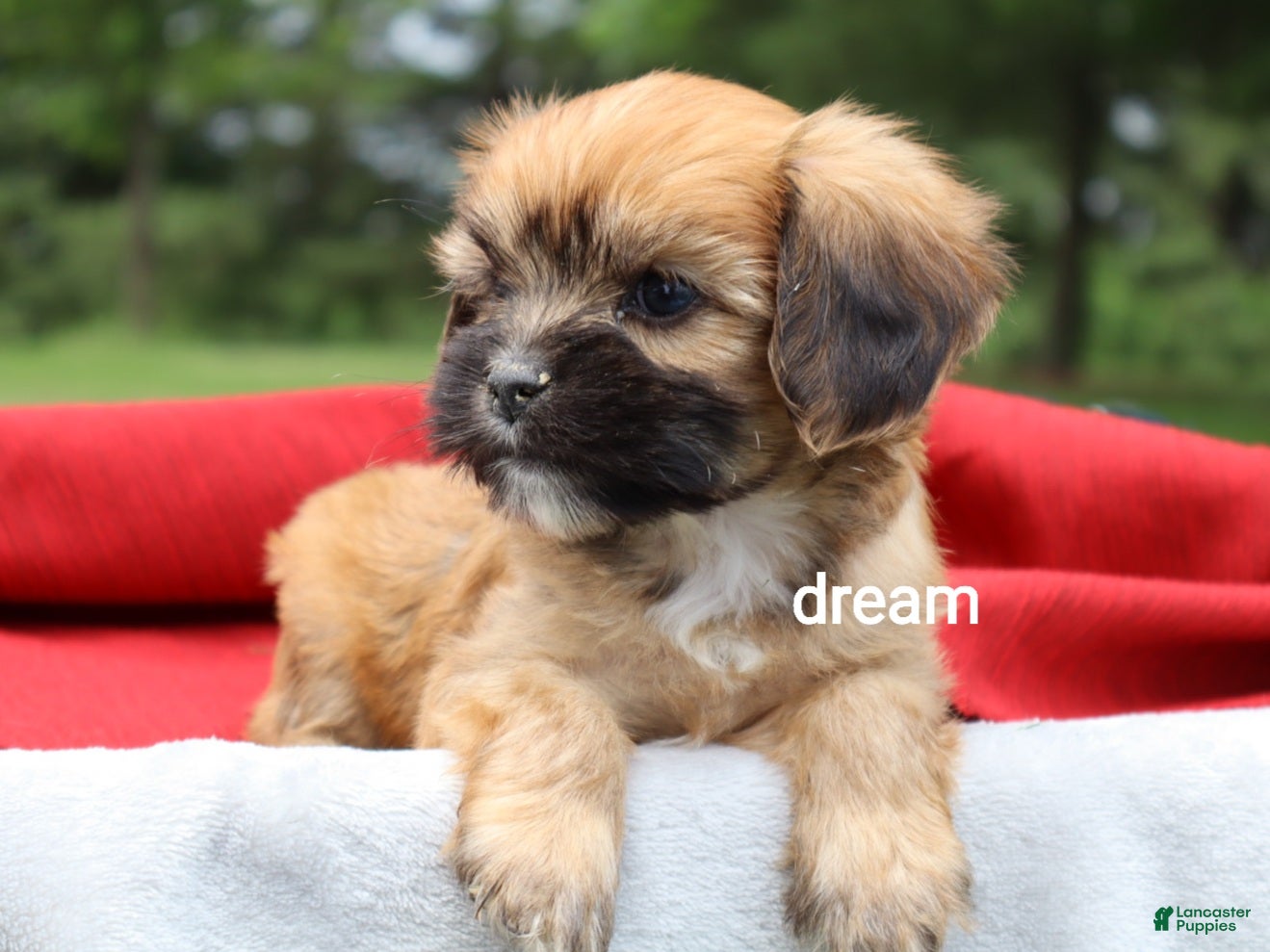 Mixed Breed dogs Rhett - Ad 2