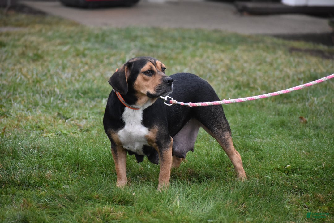 Mixed Breed dogs for sale: Wrangler - Ad 11