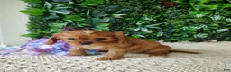 Cavalier King Charles Spaniel dogs for sale: Belle - Ad 9