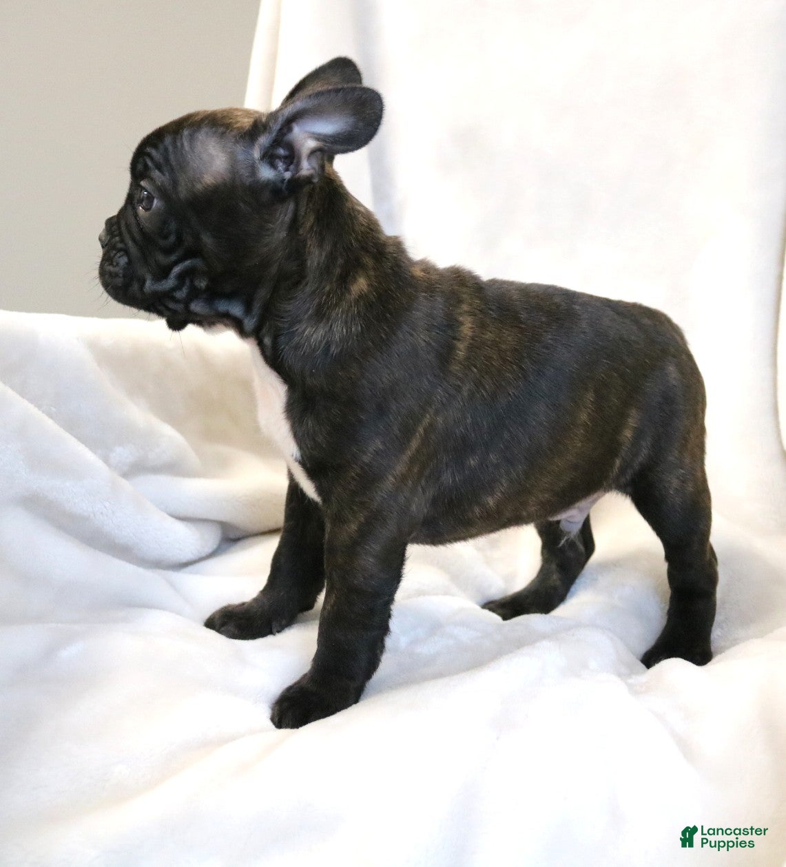 Frenchton dogs Charlie - Ad 2
