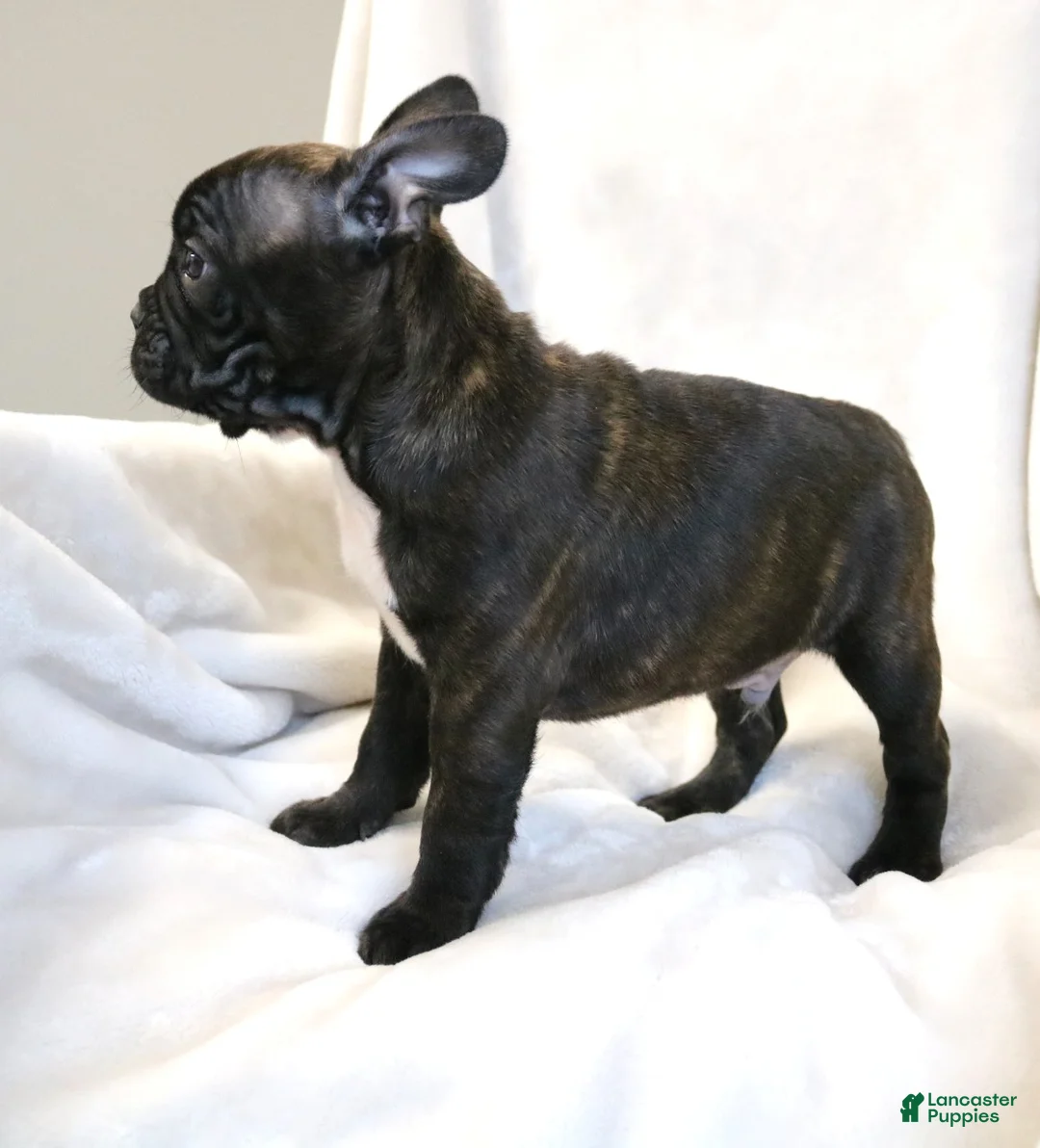 Frenchton dogs for sale: Charlie - Ad 2