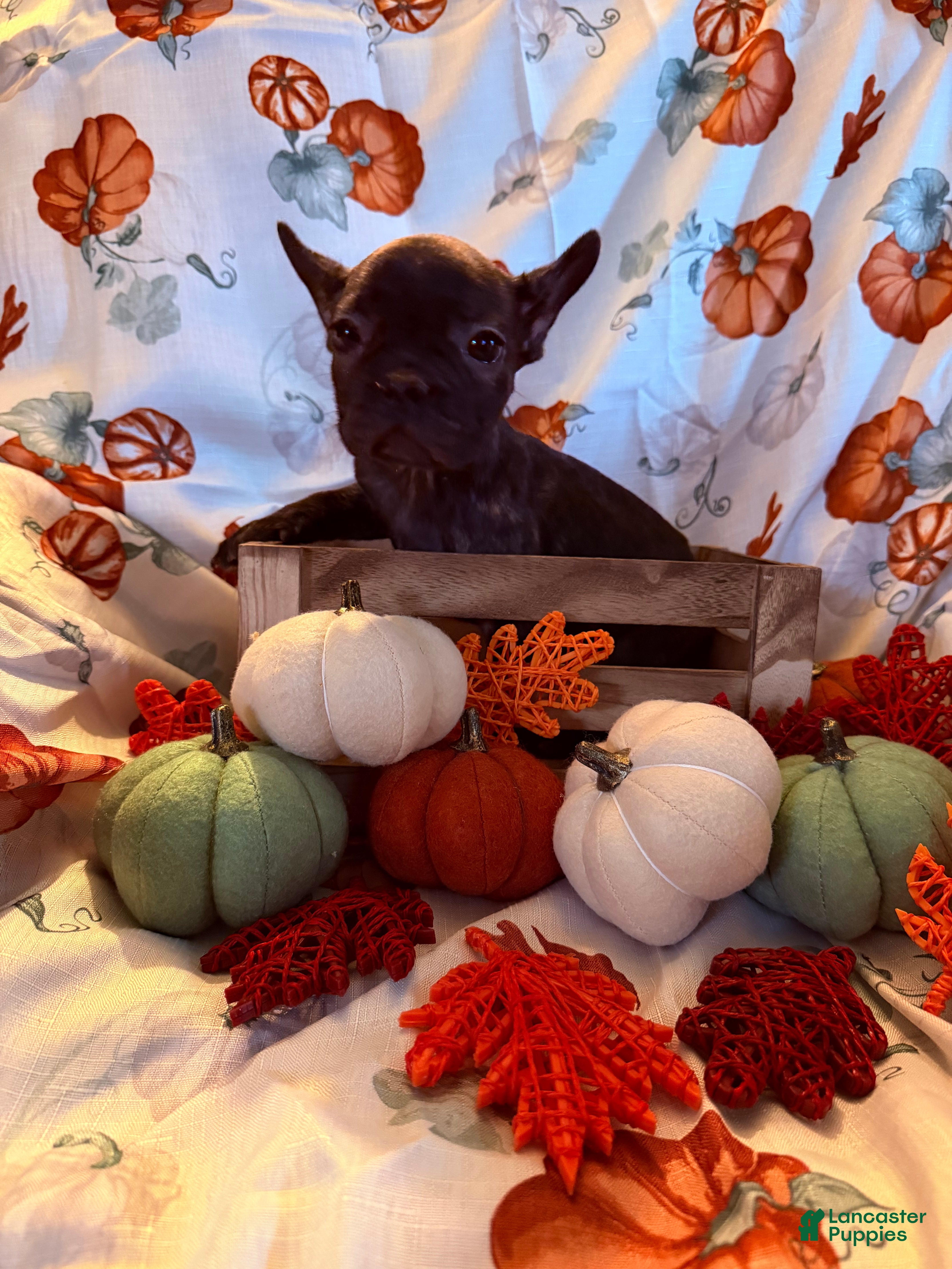 French Bulldog dogs for sale: Black Girl - Ad 38