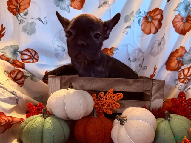 French Bulldog dogs for sale: Black Girl - Ad 38