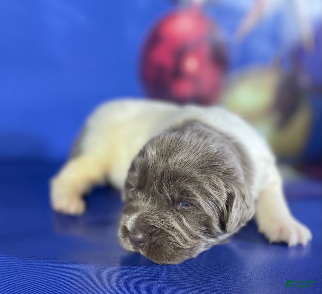 Mixed Breed dogs for sale: Storm OFA DNA  - Ad 4