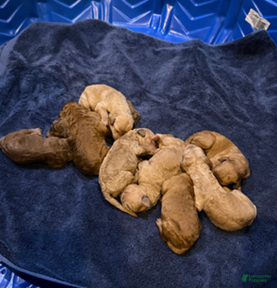 Goldendoodle dogs for sale: W25 Female Lime Collar - Ad 5