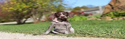 German Shorthaired Pointer dogs for sale: Allie - Ad 2