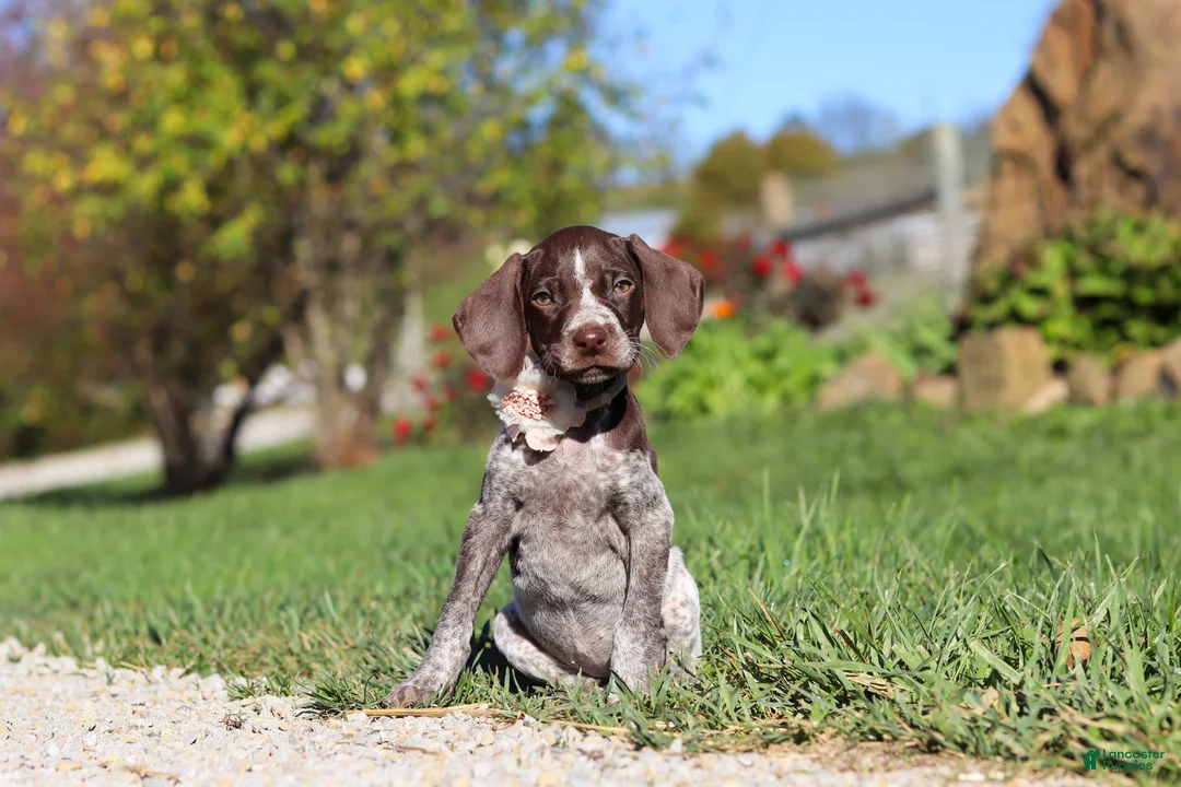 German Shorthaired Pointer dogs for sale: Allie - Ad 2