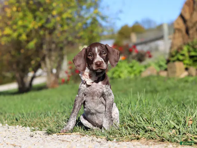 German Shorthaired Pointer dogs for sale: Allie - Ad 2