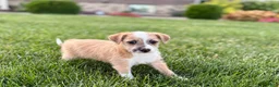 Mixed Breed dogs for sale: Italian greyhound/Havanese Cory  - Ad 2