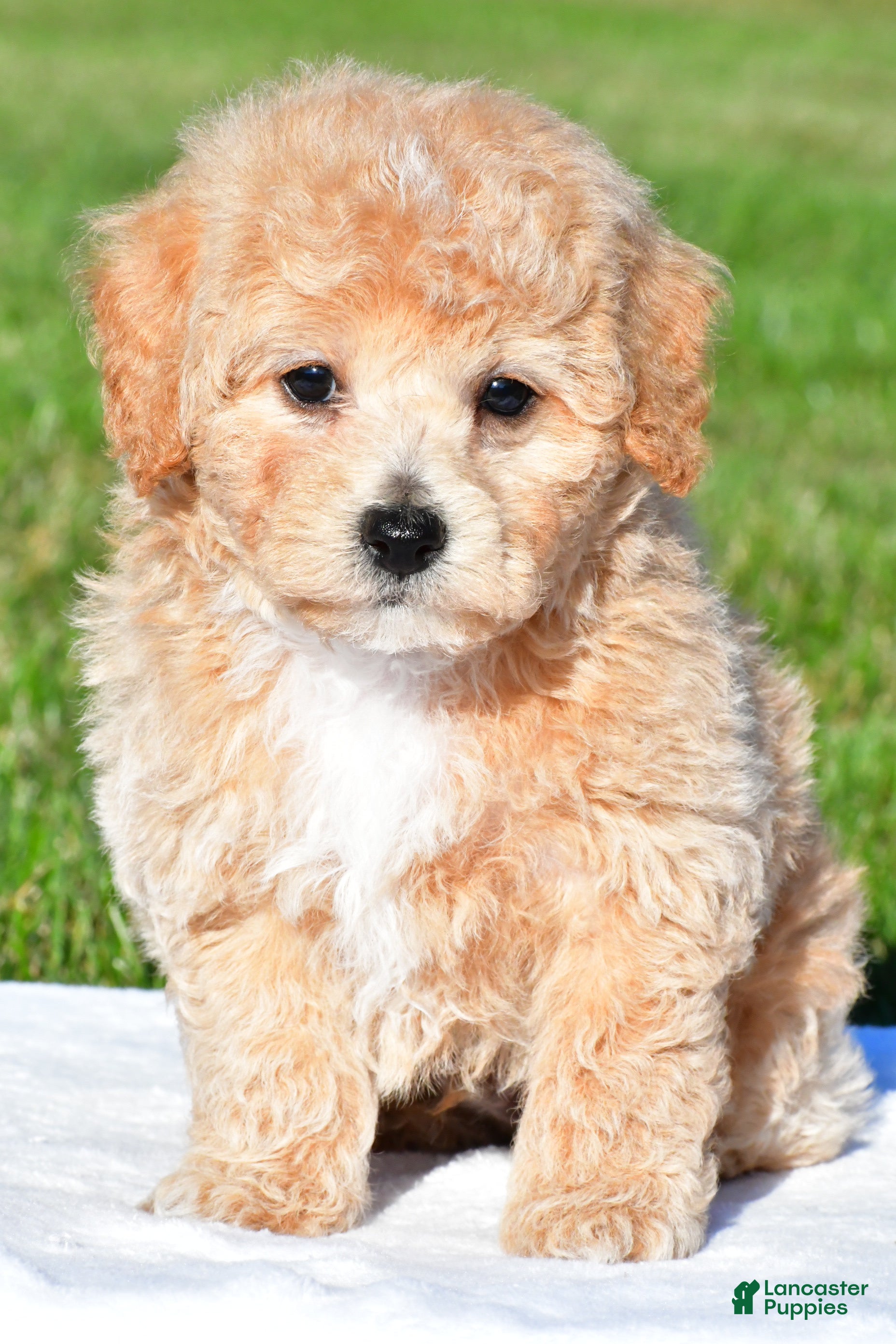 Bichpoo dogs for sale: tanner - Ad 1