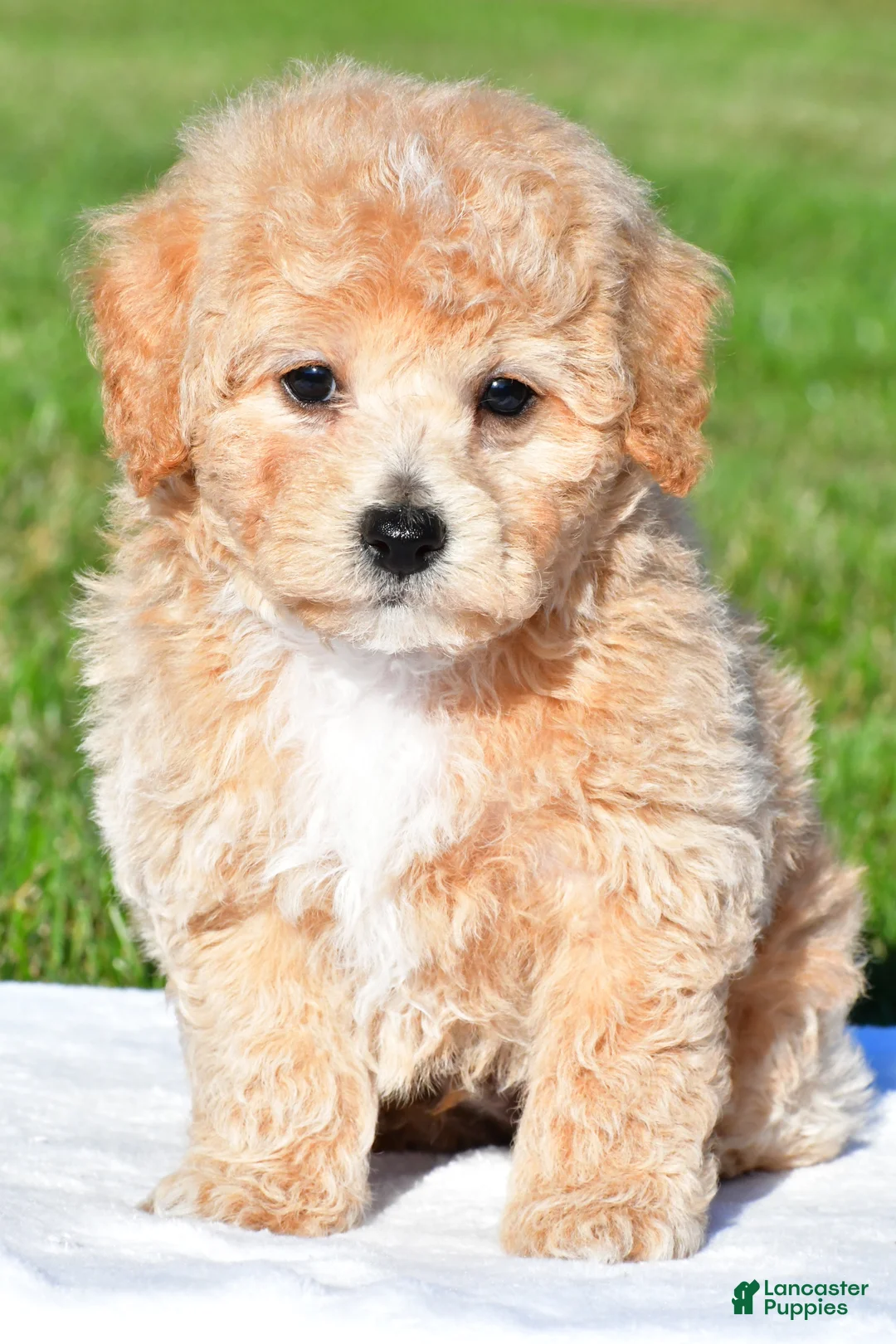 Bichpoo dogs for sale: tanner - Ad 1