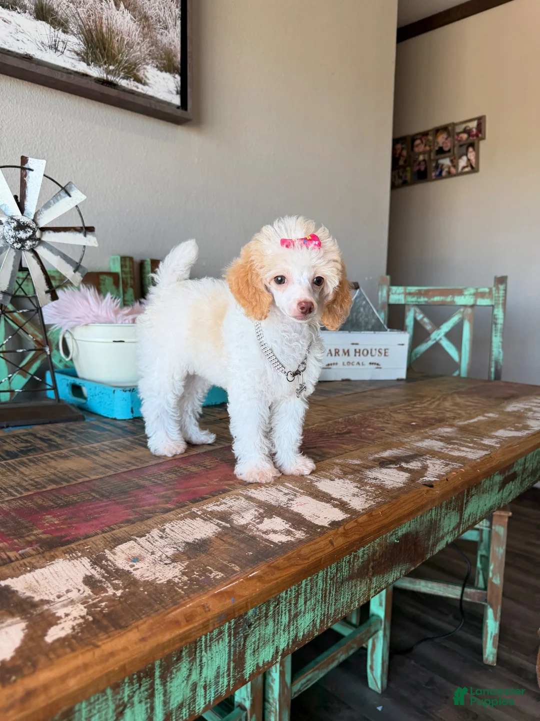 Toy Poodle dogs for sale: Akc Clear 🧬 Tested Chocolate Phantom Parti 🩷 - Ad 1