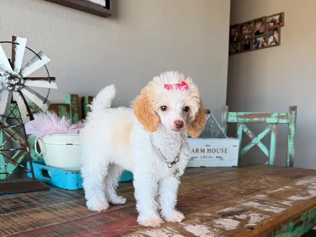 Toy Poodle dogs for sale: Akc Clear 🧬 Tested Chocolate Phantom Parti 🩷 - Ad 1