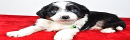 Mini Aussiedoodle dogs for sale: Stephen - Ad 4