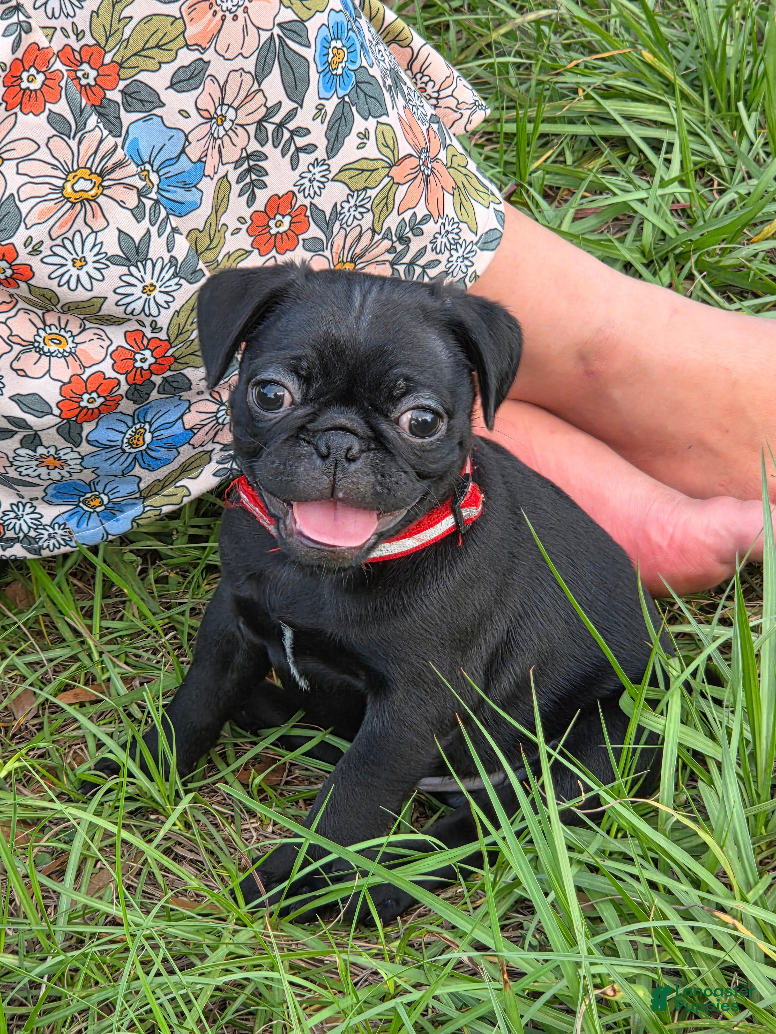 Pug dogs Jasper  - Ad 2